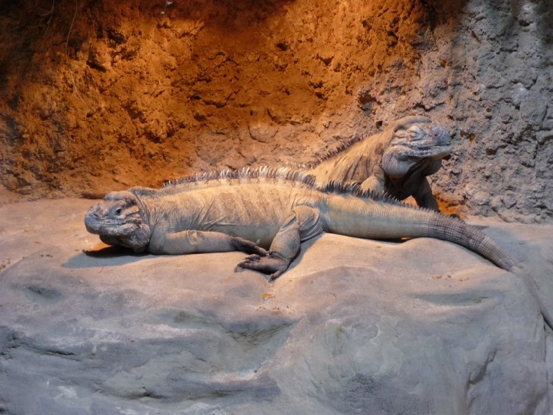 Rhinoceros Iguanas.JPG